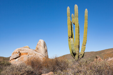 Cardon or elephant cactus Pachycereus pringlei next to a rock in Baja California, Mexico © Jürgen Bochynek