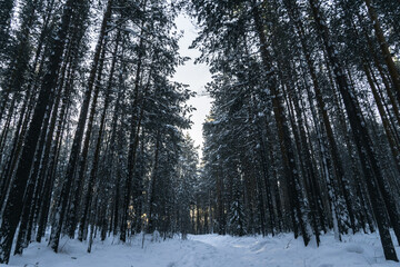 Fototapeta premium winter taiga of the Ural mountains