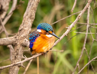 Juvenile malachite kingfisher