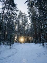 a ray of sun breaks through the snow-covered trees in the taiga