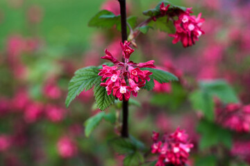 beautiful flowers in nature in the botanical garden