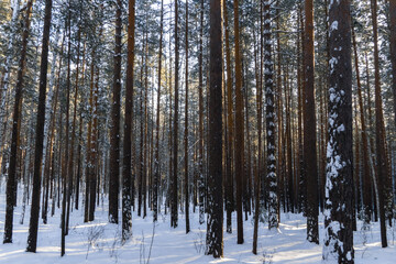 winter taiga of the Ural mountains