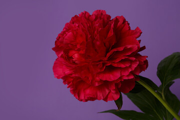 Bright red peony isolated on a purple background.