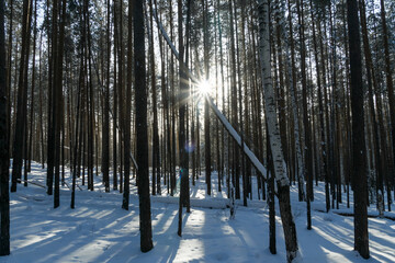 a ray of sun breaks through the snow-covered trees in the taiga