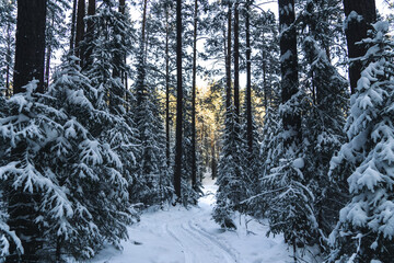 winter taiga of the Ural mountains