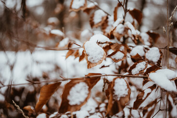 Winterwald