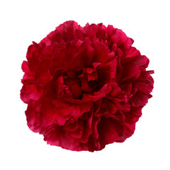 Bright red peony isolated on white background.
