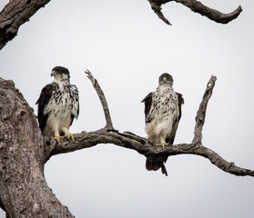 African Hawk Eagles