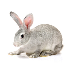 grey rabbit on a white background