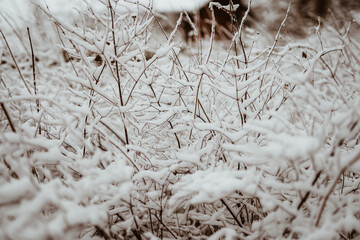 Winterwald