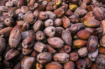 Cocotier, noix de coco, cocos nucifera, culture du copra, coprah, Ile de la Dighe, Seychelles
