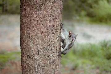 Ardilla en busqueda de alimento