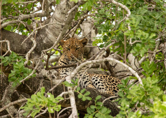 leopard in the tree