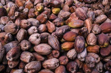 Cocotier, noix de coco, cocos nucifera, culture du copra, coprah, Ile de la Dighe, Seychelles