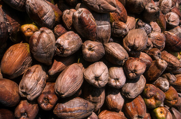 Cocotier, noix de coco, cocos nucifera, culture du copra, coprah, Ile de la Dighe, Seychelles