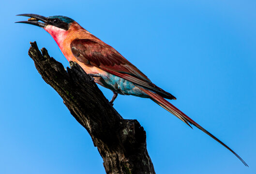 Southern Carmine bee-eater