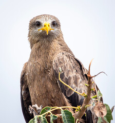 red tailed hawk