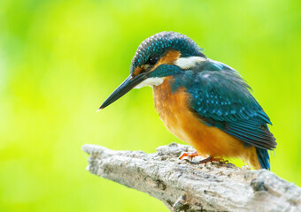 Сommon kingfisher, Alcedo atthis. The bird sits on an old dry branch above the river, beautiful green background