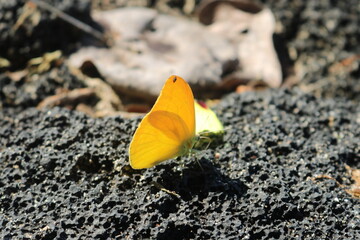 butterfly on rock