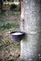 Shady of the rubber plantation in winter