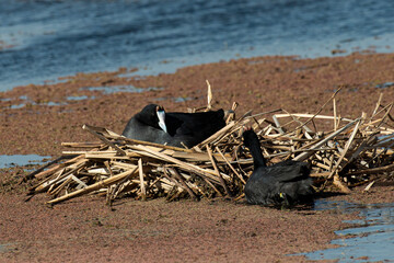 Foulque caronculée, Foulque à crète, .Fulica cristata, Red knobbed Coot