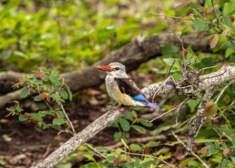 Grey headed kingsfisher