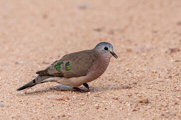 Emerald spotted wood dove