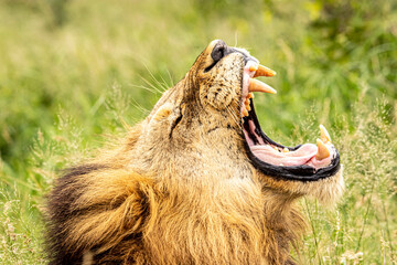 lion in the grass