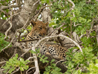 Naklejka na ściany i meble leopard in the tree