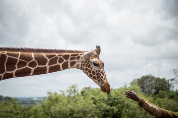 Giraffe and human hand. National nature park in Africa.