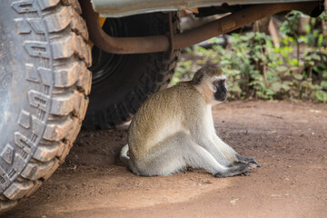 Macaque monkey sitting under the car
