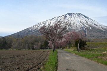 mountain and spring tree