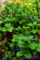 mint leaves plants thrive in a garden