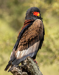 Bateleur