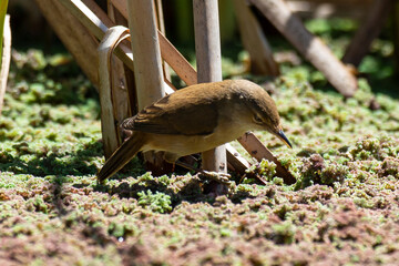 Rousserolle turdoïde,.Acrocephalus arundinaceus, Great Reed Warbler