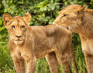 lion and lioness
