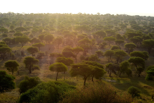 Akazienbäume im Tarangire-Nationalpark in Tansania