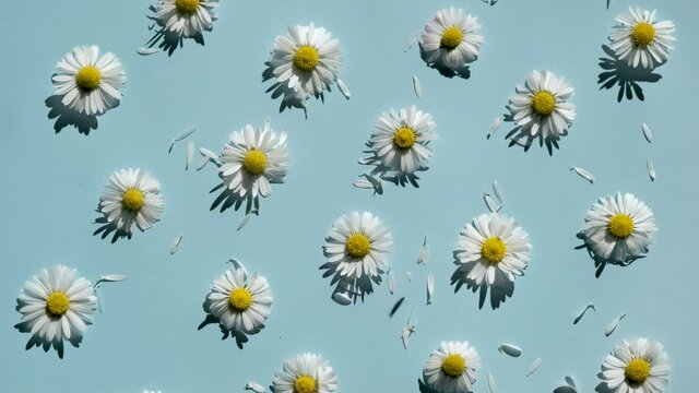 Top view on Daisy flowers with shadow in sunny day. White petals are falling on heads of Blooming Bellis flowers, floral backdrop. Flat lay spring or summer chamomile on light blue background.