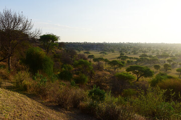 Obraz premium Akazienbäume im Tarangire-Nationalpark in Tansania