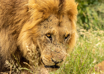 african lion 