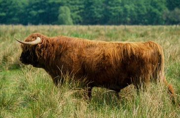 Vache Highland , vache écossaise