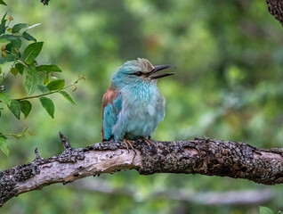 European roller roller