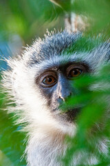 Vervet monkey peering through the green foliage