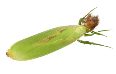 Corn on a white background 
