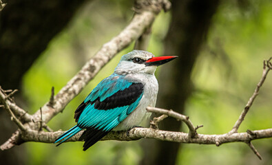 Woodland Kingfisher