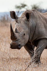 Obraz premium Southern White Rhino approaching the jeep in the Kruger National Park