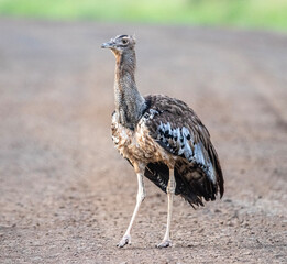 Kori bustard