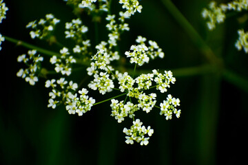 Spring Flowers , Daisy, Cherry Blossoms , Purple flower
