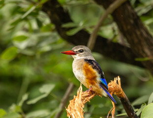 Grey headed Kingfisher