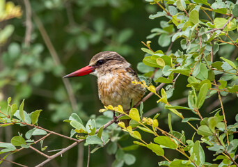 Grey Hooded kingfisher